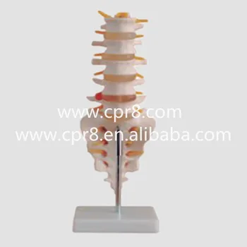 BIX-A1011 Life-Size Lumbar Vertebrae With Tail Vertebrae Model Australia Freight Free, AU Freight Free, Japan Freight FreeWBW318
BIX-A1011 Life-Size Lumbar Vertebrae With Tail Vertebrae Model Australia Freight Free, AU Freight Free, Japan Freight FreeWBW318