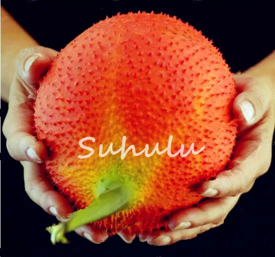 Home Garden Plant 20pcs Bonsai Gac Superfruit Bonsai,Momordica Cochinchinensis Spreng,Spring Gaint Bitter Cucumber Free Shipping
Home Garden Plant 20pcs Bonsai Gac Superfruit Bonsai,Momordica Cochinchinensis Spreng,Spring Gaint Bitter Cucumber Free Shipping
