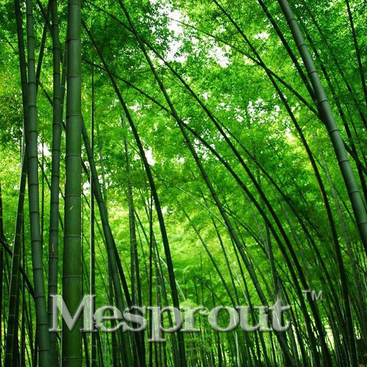 Promotion! 50 Pieces Bonsai Fresh Giant Moso Bamboo Bonsai for DIY Home Garden Plant 95% Budding Rate ME#1647
Promotion! 50 Pieces Bonsai Fresh Giant Moso Bamboo Bonsai for DIY Home Garden Plant 95% Budding Rate ME#1647