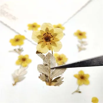 12PCS Miniature Real Dry Flower,Pressed Dried Natural Rose Flowers Branch,Floral Sticker Beauty Nail Art,Bookmarks,Scrapbooking
12PCS Miniature Real Dry Flower,Pressed Dried Natural Rose Flowers Branch,Floral Sticker Beauty Nail Art,Bookmarks,Scrapbooking