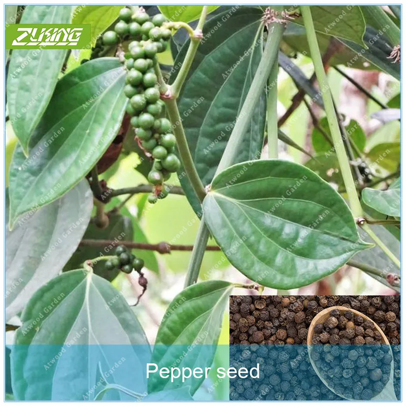 100pcs Black Pepper High Quality Pepper Garden Vegetable Vegetables Fast Grow Supernatural Products
100pcs Black Pepper High Quality Pepper Garden Vegetable Vegetables Fast Grow Supernatural Products