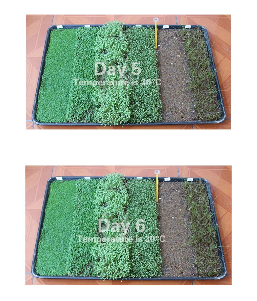 aquarium decoration artificial aquarium plants seed Big leaves/small