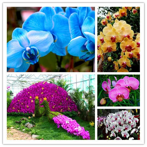 100pcs/pack 20 kinds phalaenopsis Orchid flower Bonsai Adorable Butterfly Orchid Flower sky blue Plant Garden plants
100pcs/pack 20 kinds phalaenopsis Orchid flower Bonsai Adorable Butterfly Orchid Flower sky blue Plant Garden plants