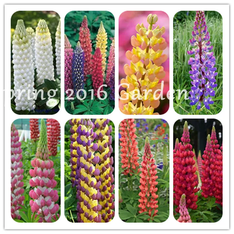 200pcs mix color lupine bonsai annual succulent groundcover flower bonsai, potted plant for home garden Beauty Ornamental Flower
200pcs mix color lupine bonsai annual succulent groundcover flower bonsai, potted plant for home garden Beauty Ornamental Flower
