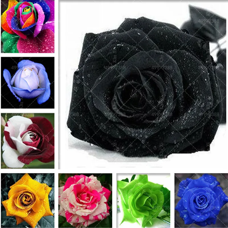 Rrare Exotic 100 Pcs Lover Multi-Color Rose Plants ,Rainbow Roses Bonsai Flowers Plants Perennial Garden Jardim Plante
Rrare Exotic 100 Pcs Lover Multi-Color Rose Plants ,Rainbow Roses Bonsai Flowers Plants Perennial Garden Jardim Plante