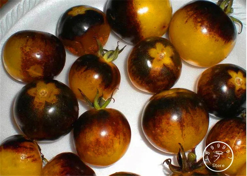 Big Sale!Vegetable Bonsai,VERY RARE BUMBLE BEE HEIRLOOM TOMATO! LOW ACID 50 PCS/Pack Mini fruit vegetable garden,#2WRMO1
Big Sale!Vegetable Bonsai,VERY RARE BUMBLE BEE HEIRLOOM TOMATO! LOW ACID 50 PCS/Pack Mini fruit vegetable garden,#2WRMO1