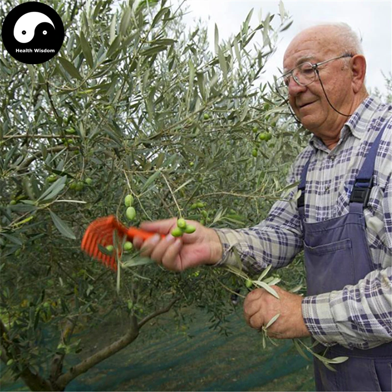 Buy Olea Europaea Tree Semente 12pcs Plant Olives Tree For Olivaris Fruit Gan Lan
Buy Olea Europaea Tree Semente 12pcs Plant Olives Tree For Olivaris Fruit Gan Lan