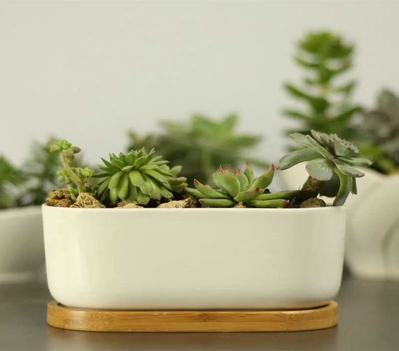 Ceramic white plant pots Modern oval plant pots/cacti plant pots with bamboo tray
Ceramic white plant pots Modern oval plant pots/cacti plant pots with bamboo tray