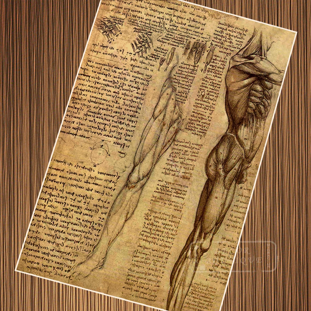 Vintage Human Arm Muscles Anatomical Drawings Poster Canvas Painting DIY Wall Paper Posters Home Decor Gift
Vintage Human Arm Muscles Anatomical Drawings Poster Canvas Painting DIY Wall Paper Posters Home Decor Gift
