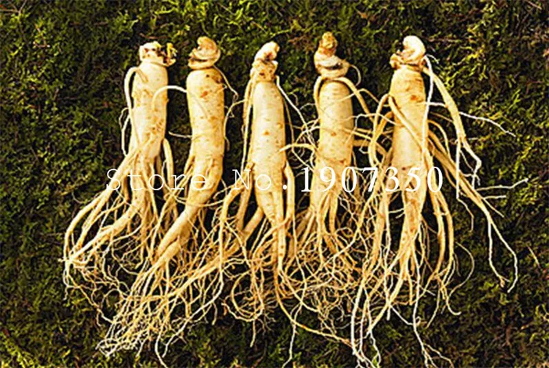 100 pcs Chinese Hardy Panax Ginseng Korea Ginseng bonsai King Of Herbs Plants Home High-nutrition Vegetable And Fruit
100 pcs Chinese Hardy Panax Ginseng Korea Ginseng bonsai King Of Herbs Plants Home High-nutrition Vegetable And Fruit