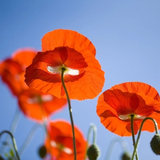 Shirley Poppies Poster Print (40 x 26)