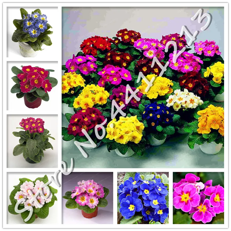 200 pcs Real evening primrose Europe primula malacoides mix color bonsai flower for home garden Indoor Plant Easy Grow In Pots
200 pcs Real evening primrose Europe primula malacoides mix color bonsai flower for home garden Indoor Plant Easy Grow In Pots