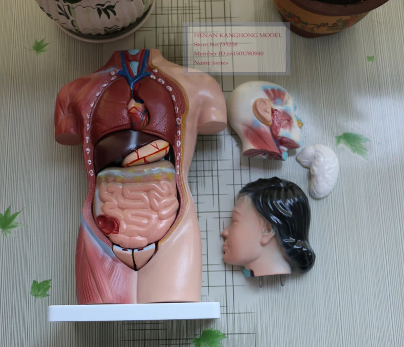 Мастурбатор Торс Женский