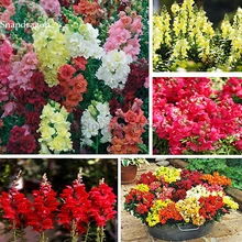 BELLFARM Bonsai Rare Colorful Snapdragon Flower Mixed Antirrhinum Majus long flowering High Germination -50pcs/pack(China)