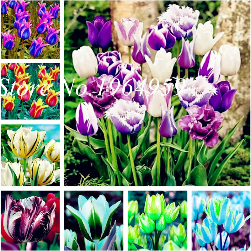 Hot !50pcs Bonsai Tulip Flowers(Not Bulbs)Rainbow Petals Outdoor Tulip Flower Hydroponic Perennial Diy Home Garden Decoration
Hot !50pcs Bonsai Tulip Flowers(Not Bulbs)Rainbow Petals Outdoor Tulip Flower Hydroponic Perennial Diy Home Garden Decoration
