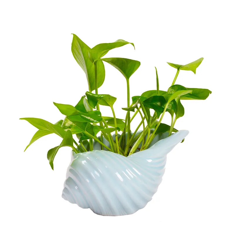 Shell Shape Non-porous Green Radish Flowerpot Desktop Simple Succulent Copper Money Grass Hydroponic Plant Ceramic Flower Pot
Shell Shape Non-porous Green Radish Flowerpot Desktop Simple Succulent Copper Money Grass Hydroponic Plant Ceramic Flower Pot