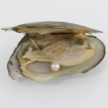 20Pcs Dyed 7-8mm Vacuum Packed Freshwater Oyster Shell with High Quality white Round Pearls love wish Mysterious Gift FR023
20Pcs Dyed 7-8mm Vacuum Packed Freshwater Oyster Shell with High Quality white Round Pearls love wish Mysterious Gift FR023