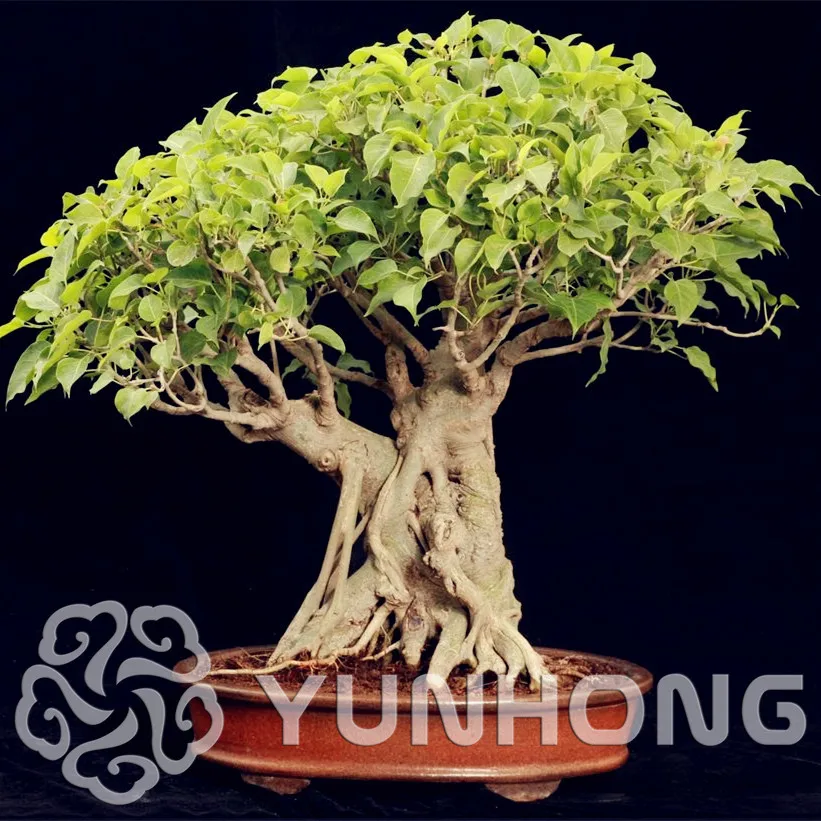 Widely Cultivated Peepal Ficus Religiosa Bonsai 5pcs, Family Moraceae Perennial Sacred Fig Bonsai Semi-evergreen Bodhi Tree
Widely Cultivated Peepal Ficus Religiosa Bonsai 5pcs, Family Moraceae Perennial Sacred Fig Bonsai Semi-evergreen Bodhi Tree