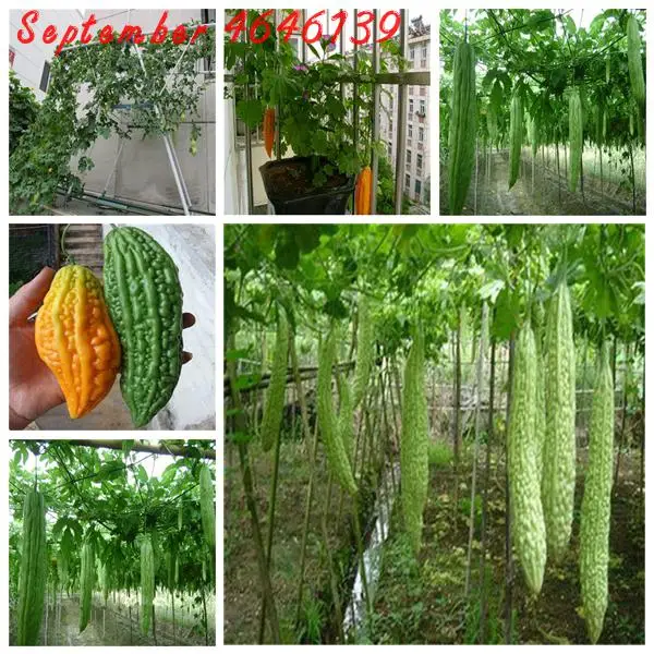 10 pcs Rare Original Vegetable bonsai Balsam Pear plant ,Bitter Melon plant , Vegetable bonsai Rare Plant For Home & Garden
10 pcs Rare Original Vegetable bonsai Balsam Pear plant ,Bitter Melon plant , Vegetable bonsai Rare Plant For Home & Garden
