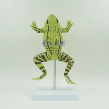 Frog Dissection Model Zoological Animal Anatomical Model Heart anatomy skull brain model mixer in trauma esqueleto anatomia
Frog Dissection Model Zoological Animal Anatomical Model Heart anatomy skull brain model mixer in trauma esqueleto anatomia