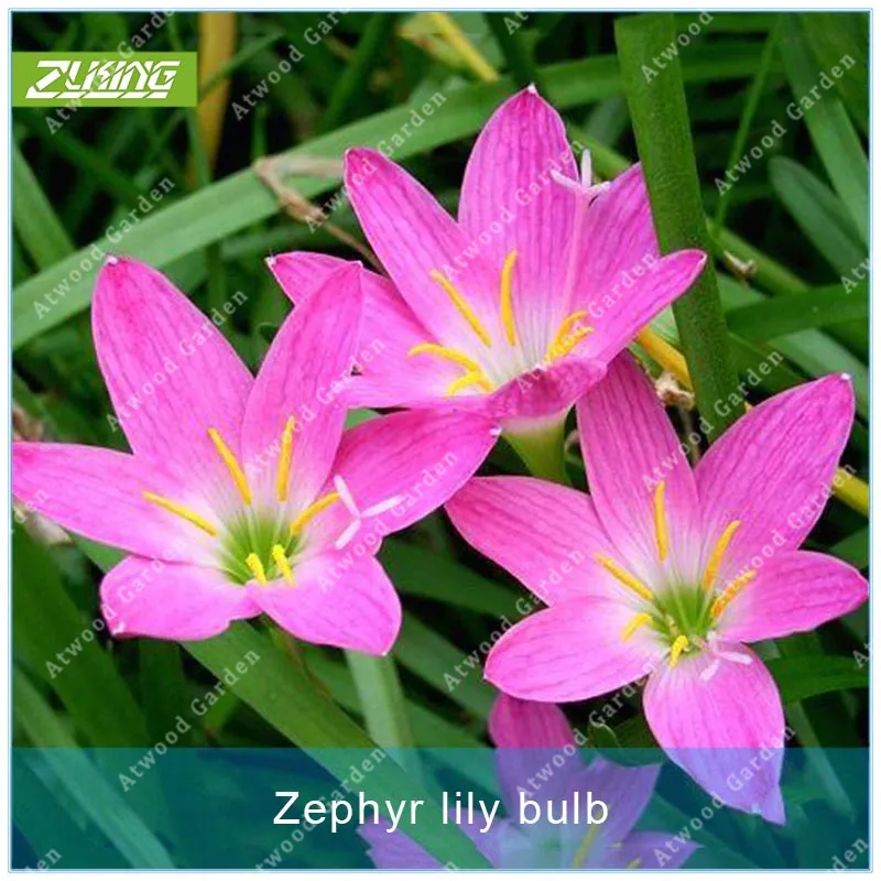 1Pcs Zephyranthes Bulbs Home Garden Hydroponics Flower Plant Not High Germination Rate Mushroom Zephyr Lily Bonsai
1Pcs Zephyranthes Bulbs Home Garden Hydroponics Flower Plant Not High Germination Rate Mushroom Zephyr Lily Bonsai