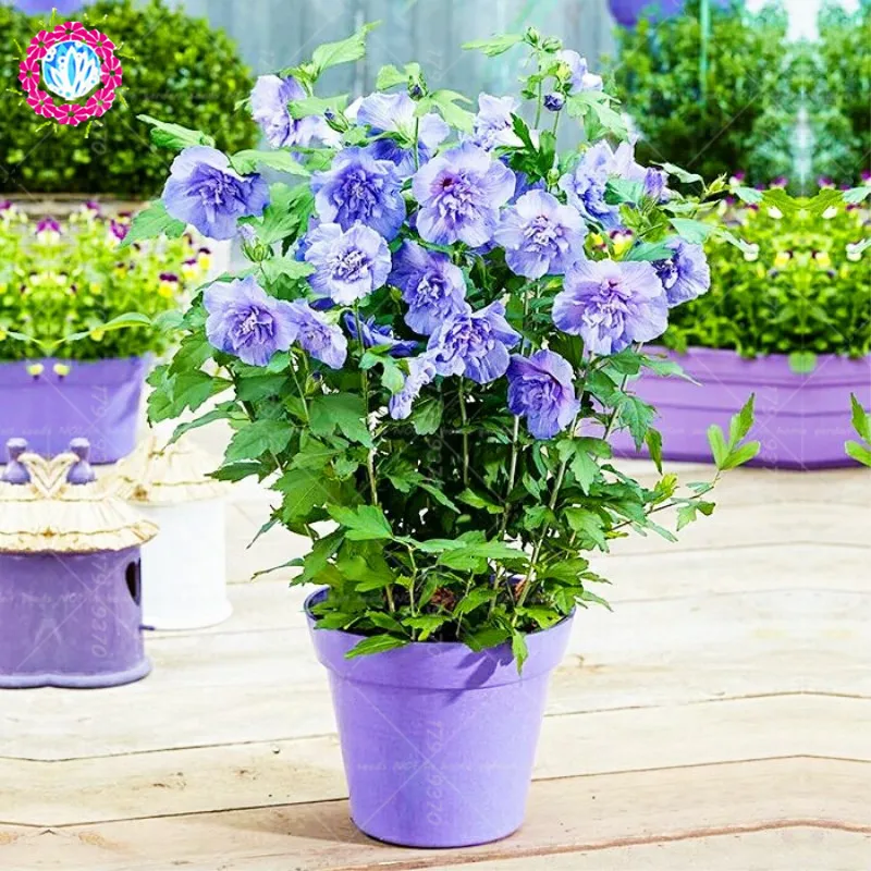 50pcs Blue purple hibiscus flower bonsai hibiscus exotic Rare flower for mini garden plant plants potted graine
50pcs Blue purple hibiscus flower bonsai hibiscus exotic Rare flower for mini garden plant plants potted graine