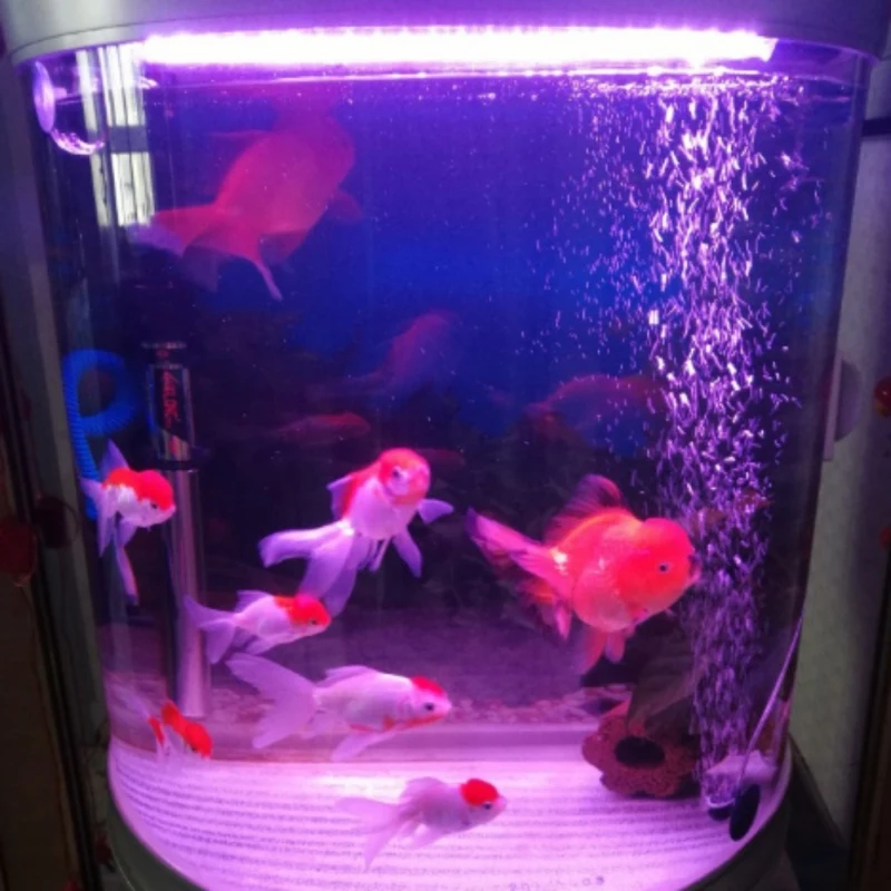 2pc Durable Aquarium Air Diffuser Oxygen Bubble Atomizer Refinement Fish Tank Supplies
2pc Durable Aquarium Air Diffuser Oxygen Bubble Atomizer Refinement Fish Tank Supplies