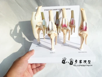 dog knee joint skeleton model stages of canine osteoarthritis demontration mdoel
dog knee joint skeleton model stages of canine osteoarthritis demontration mdoel