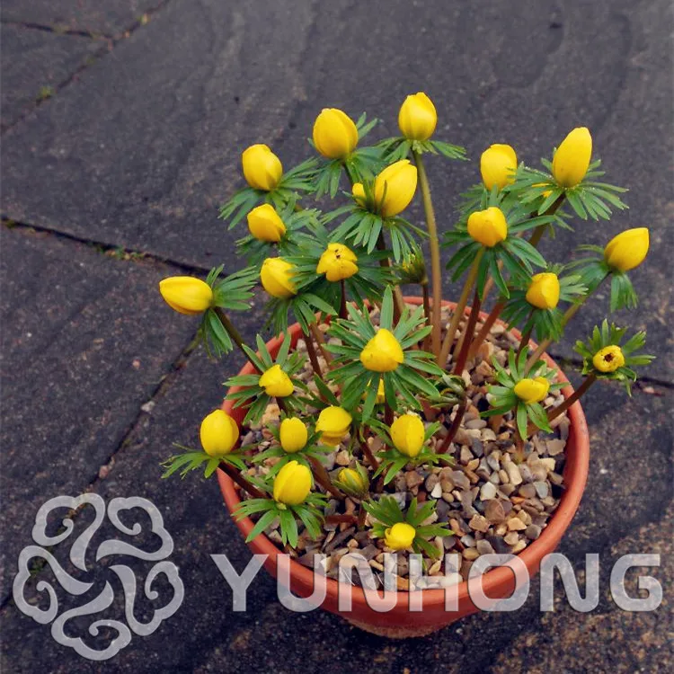Mini Garden Potted Flower bonsai Rare Beautiful Home Bonsai Blooming Plants 20 Particles Eranthis Gift Plantas plant Growing 
Mini Garden Potted Flower bonsai Rare Beautiful Home Bonsai Blooming Plants 20 Particles Eranthis Gift Plantas plant Growing