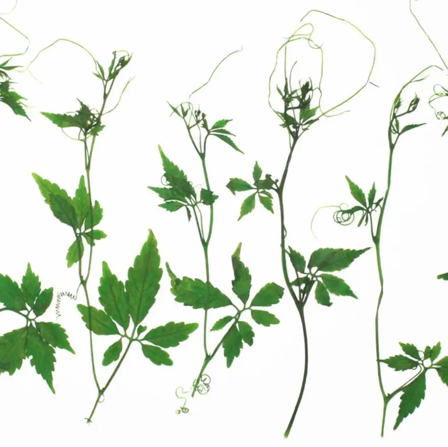 120pcs Dried Pressed Flower Hemsleya amabilis Diels For Epoxy Resin Pendant Necklace Jewelry Making Craft DIY Accessories
120pcs Dried Pressed Flower Hemsleya amabilis Diels For Epoxy Resin Pendant Necklace Jewelry Making Craft DIY Accessories