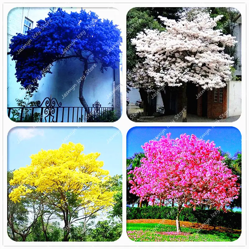 200 Pcs Paulownia Tree Bonsai Plants Royal Empress Tree(Paulownia Tomentosa)Ourdoor Bonsai Flower Potted Plants for Home Garden
200 Pcs Paulownia Tree Bonsai Plants Royal Empress Tree(Paulownia Tomentosa)Ourdoor Bonsai Flower Potted Plants for Home Garden