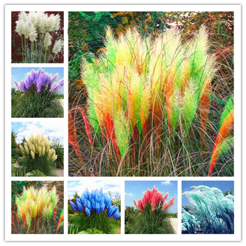 1000 pcs Imported Pampas Grass Outdoor Ornamental Plant Flowers Cortaderia Selloana Grass for Home Garden Easy to Grow
1000 pcs Imported Pampas Grass Outdoor Ornamental Plant Flowers Cortaderia Selloana Grass for Home Garden Easy to Grow