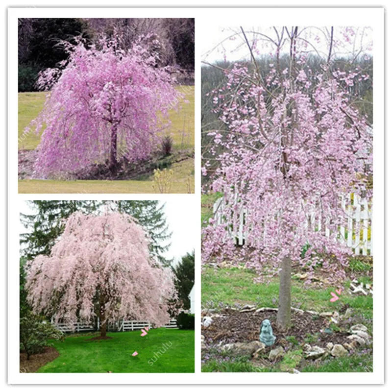 Sale! 20 Pcs/Bag Pink Fountain Weeping Cherry Tree Bonsai DIY Dwarf Japanese Sakura Blossoms Plant Perennial For Home Garden
Sale! 20 Pcs/Bag Pink Fountain Weeping Cherry Tree Bonsai DIY Dwarf Japanese Sakura Blossoms Plant Perennial For Home Garden