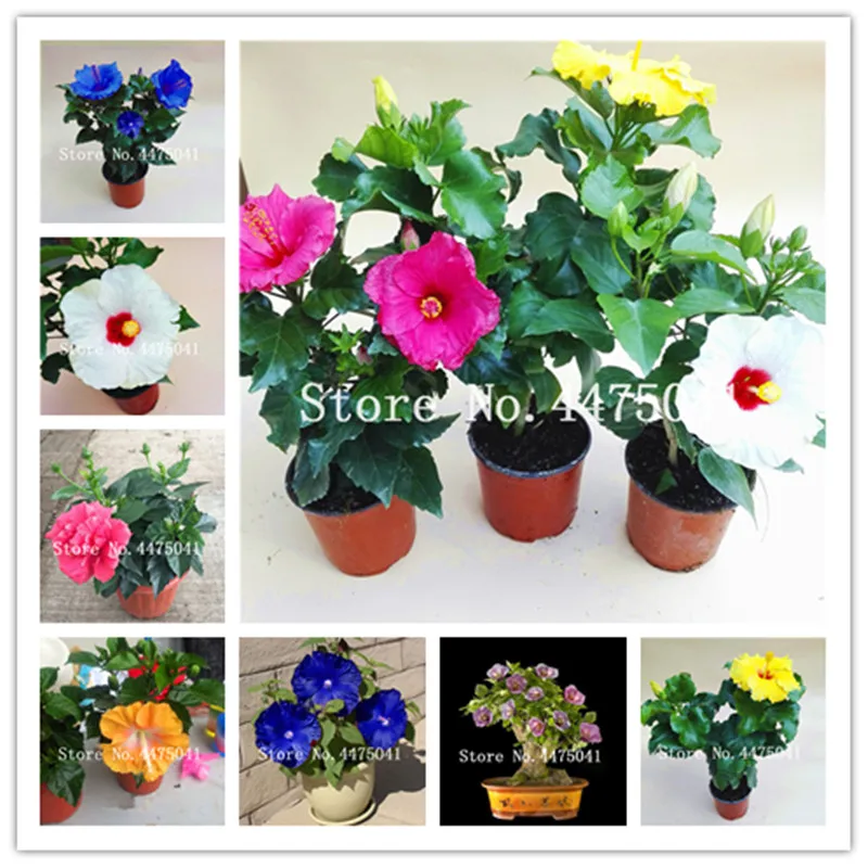 100 Pcs/Bag Bonsai Dwarf Hibiscus Flower Plant Hibiscus Bonsai Flower Chinese Rose Mix Colors To Choose Plant For Home Garden
100 Pcs/Bag Bonsai Dwarf Hibiscus Flower Plant Hibiscus Bonsai Flower Chinese Rose Mix Colors To Choose Plant For Home Garden