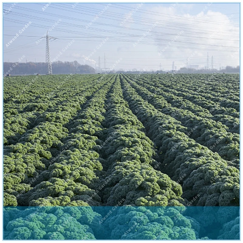 ZLKING 100pcs Kale Ornamental Brassica Oleracea Collard Winter Flowers fire hot garden flowers
ZLKING 100pcs Kale Ornamental Brassica Oleracea Collard Winter Flowers fire hot garden flowers