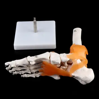 1: 1 Skeleton Human Model Joint Medical Anatomy Ankle Ligament Anatomically Teaching Resource Tool
1: 1 Skeleton Human Model Joint Medical Anatomy Ankle Ligament Anatomically Teaching Resource Tool