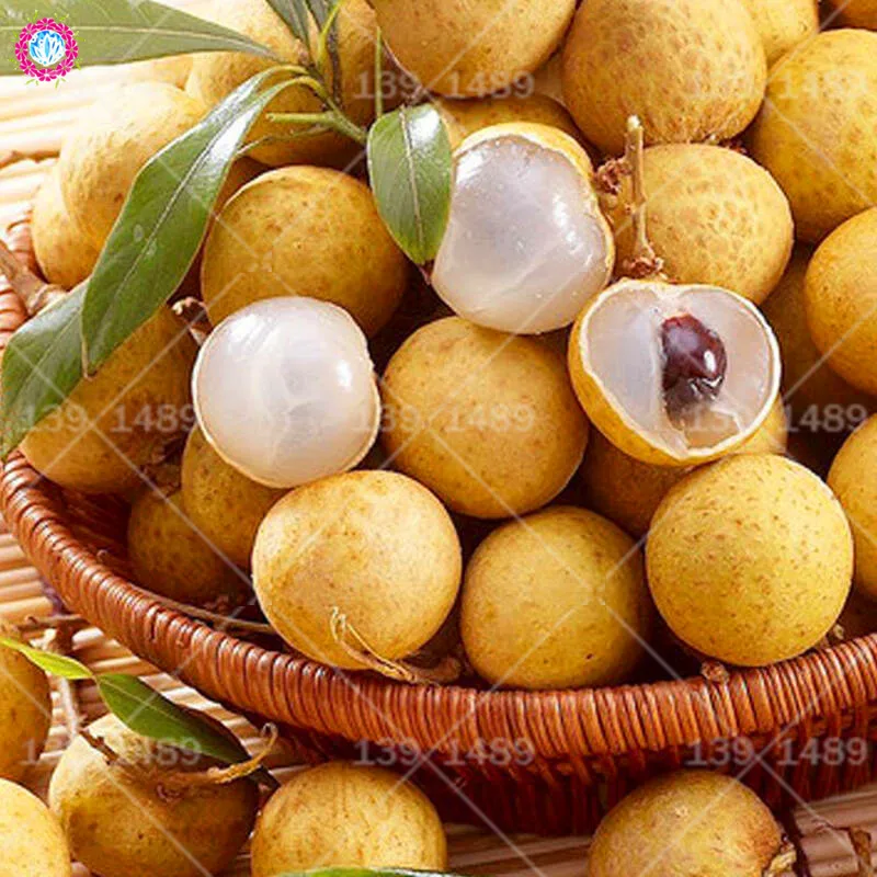 BONSAI 5pcs Longan sweet Organic edible fruit planting potted tree for home garden supplies
BONSAI 5pcs Longan sweet Organic edible fruit planting potted tree for home garden supplies