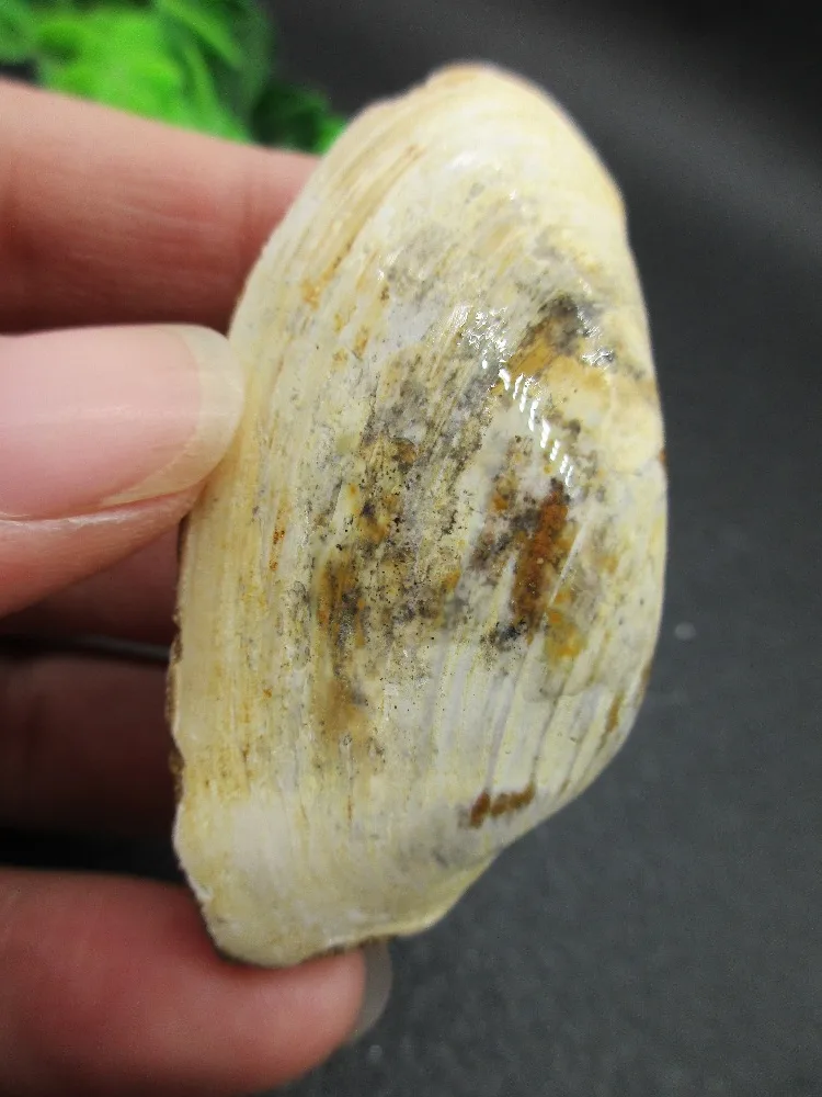 Natural Stone Fossil Seashells Chakra Healing Reiki Stone Carving Crafts from Madagascar
Natural Stone Fossil Seashells Chakra Healing Reiki Stone Carving Crafts from Madagascar