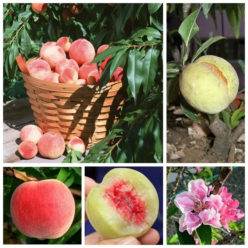 10 pcs/ bag Sweet Peach Plant Outdoor Tree Bonsai Dwarf Bonanza Peaches Potted JuicyFruit Plant for Home Garden Plants Easy Grow
10 pcs/ bag Sweet Peach Plant Outdoor Tree Bonsai Dwarf Bonanza Peaches Potted JuicyFruit Plant for Home Garden Plants Easy Grow