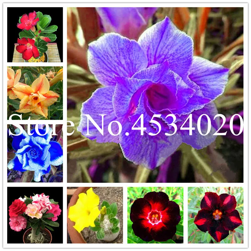 5 Pcs Mixed 6 Types Multi-Layer Cheap Adenium obesum Desert Rose bonsai - Home Garden Bonsai Flower Plants office desktop use
5 Pcs Mixed 6 Types Multi-Layer Cheap Adenium obesum Desert Rose bonsai - Home Garden Bonsai Flower Plants office desktop use
