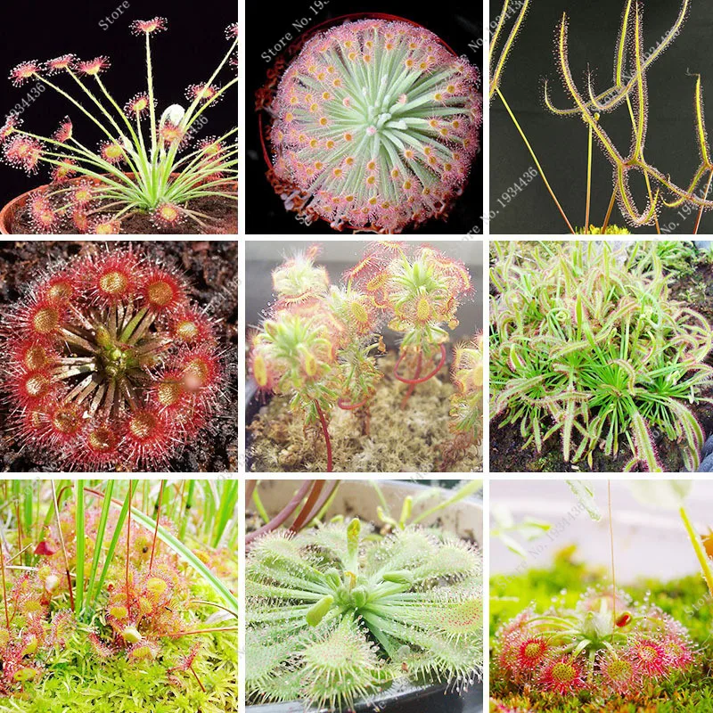 Sundew Bonsai Insect-Catching Plant Potted Carnivorous Plant Dionaea Muscipula for Flower Pot Planter 100 pcs
Sundew Bonsai Insect-Catching Plant Potted Carnivorous Plant Dionaea Muscipula for Flower Pot Planter 100 pcs