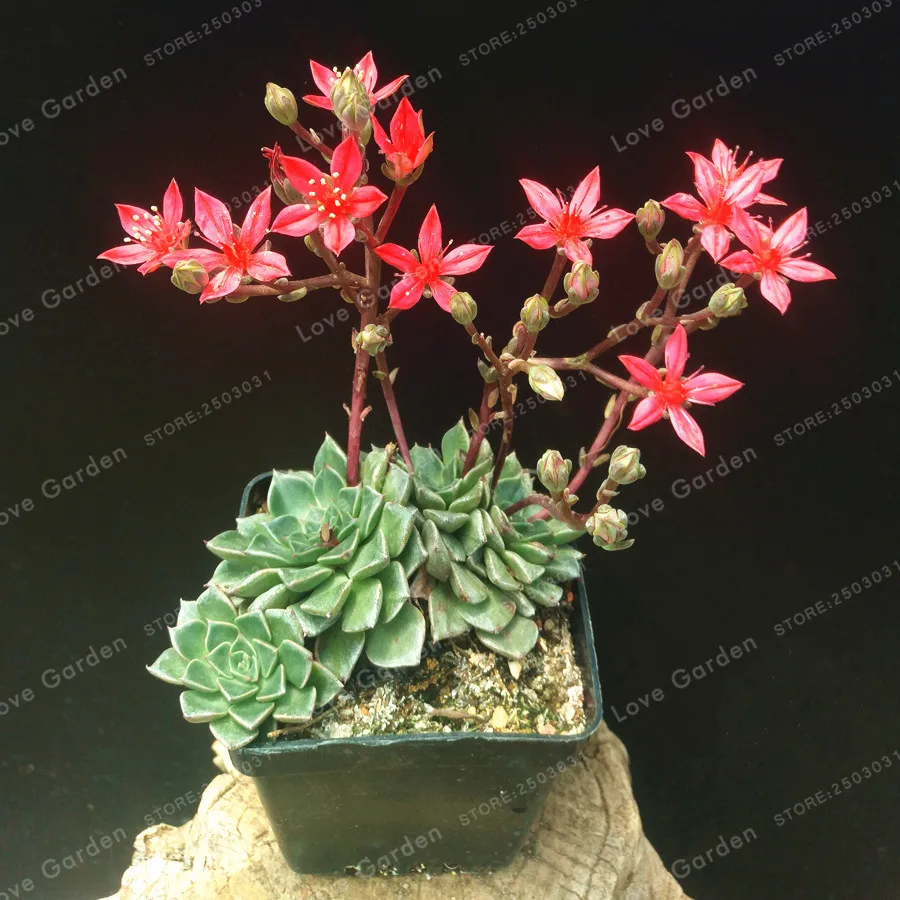Tacitus Bellum Succulent Bonsai 100 Pcs/Pack Mini Cactus Plants Suculentas Mini Bonsai Plants Bonsai For Home Garden Plant
Tacitus Bellum Succulent Bonsai 100 Pcs/Pack Mini Cactus Plants Suculentas Mini Bonsai Plants Bonsai For Home Garden Plant