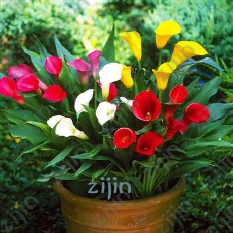 100Pcs Rainbow Calla Lily plants Flower Plant plants Bonsai Indoor Plants Flowers bonsai Home Garden
100Pcs Rainbow Calla Lily plants Flower Plant plants Bonsai Indoor Plants Flowers bonsai Home Garden