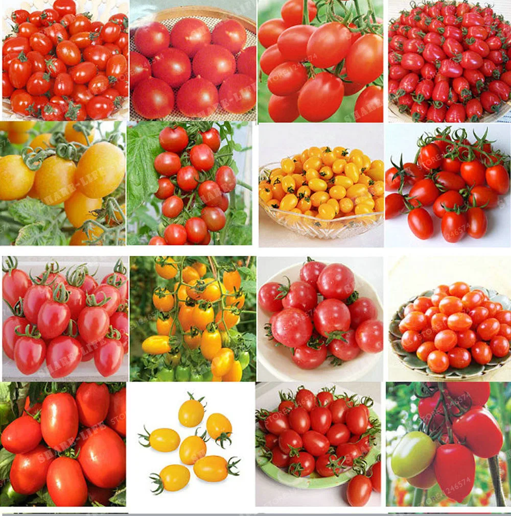 100PCS 24 KINDS Tomato Bonsai Mixed Pack Purple Black Red Yellow Green Cherry Peach Pear Bonsai Vegetables Organic Graden Plants
100PCS 24 KINDS Tomato Bonsai Mixed Pack Purple Black Red Yellow Green Cherry Peach Pear Bonsai Vegetables Organic Graden Plants