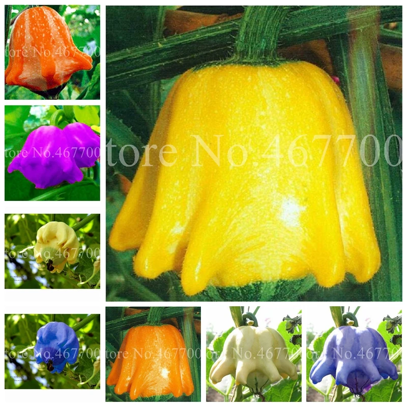 20 PCS Delicious Chayote Bonsai Vegetable Garden Bonsai High-nutrition Pumpkin Farm Outdoor Annual Health Vegetables Plants
20 PCS Delicious Chayote Bonsai Vegetable Garden Bonsai High-nutrition Pumpkin Farm Outdoor Annual Health Vegetables Plants