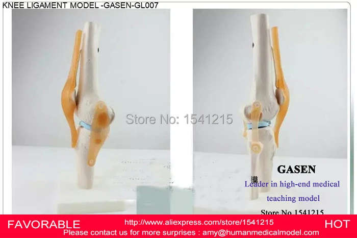 ANATOMICAL MEDICAL HUMAN BODY FUNCTIONAL KNEE JOINT LIGAMENT MODEL KNEE JOINT ORTHOPEDICS TEACHING KNEE JOINT -GASEN-GL007
ANATOMICAL MEDICAL HUMAN BODY FUNCTIONAL KNEE JOINT LIGAMENT MODEL KNEE JOINT ORTHOPEDICS TEACHING KNEE JOINT -GASEN-GL007
