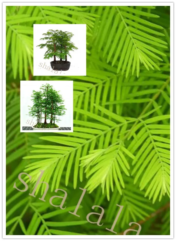 50 Pcs Bonsai Tree Grove Metasequoia Glyptostroboides Bonsai Purify Air Plant For Home Gardening Easy To Grow
50 Pcs Bonsai Tree Grove Metasequoia Glyptostroboides Bonsai Purify Air Plant For Home Gardening Easy To Grow