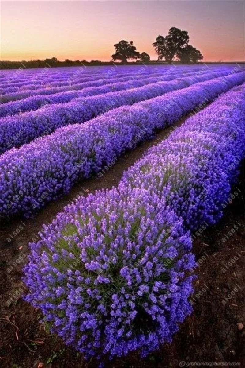 100 Pcs Provence Lavender bonsai Purple Lavandula Vanilla flores Fragrant Organic lavender plantas Plant Flower Home garden
100 Pcs Provence Lavender bonsai Purple Lavandula Vanilla flores Fragrant Organic lavender plantas Plant Flower Home garden