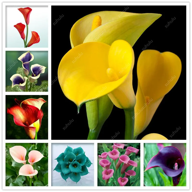 100 pcs Calla Lily bonsai Imported From Holland, Flower Lily palnts, Rare Plants Flowers Home Gardening DIY Garden Supplies
100 pcs Calla Lily bonsai Imported From Holland, Flower Lily palnts, Rare Plants Flowers Home Gardening DIY Garden Supplies