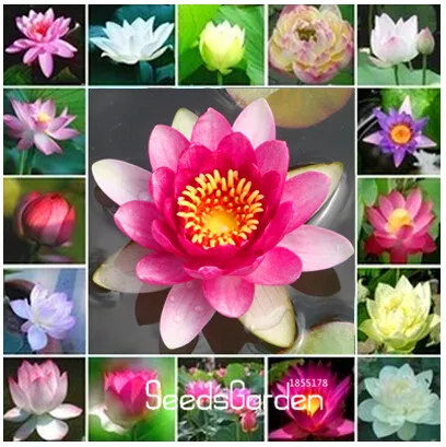 Best-Selling!cheap water lily Plant, Bonsai balcony flower, water lily potted Garden,20 pcs/Lot,#SV9Z7Z
Best-Selling!cheap water lily Plant, Bonsai balcony flower, water lily potted Garden,20 pcs/Lot,#SV9Z7Z